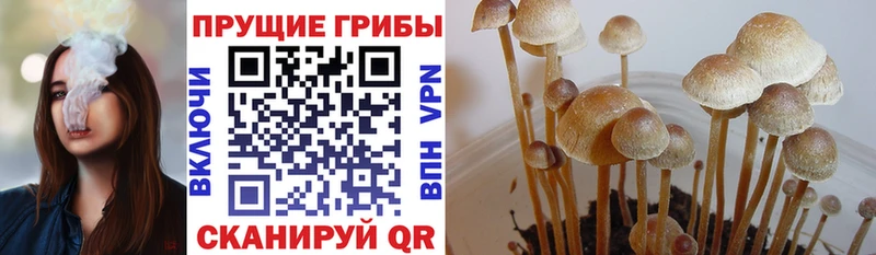 Псилоцибиновые грибы мицелий  Тында 